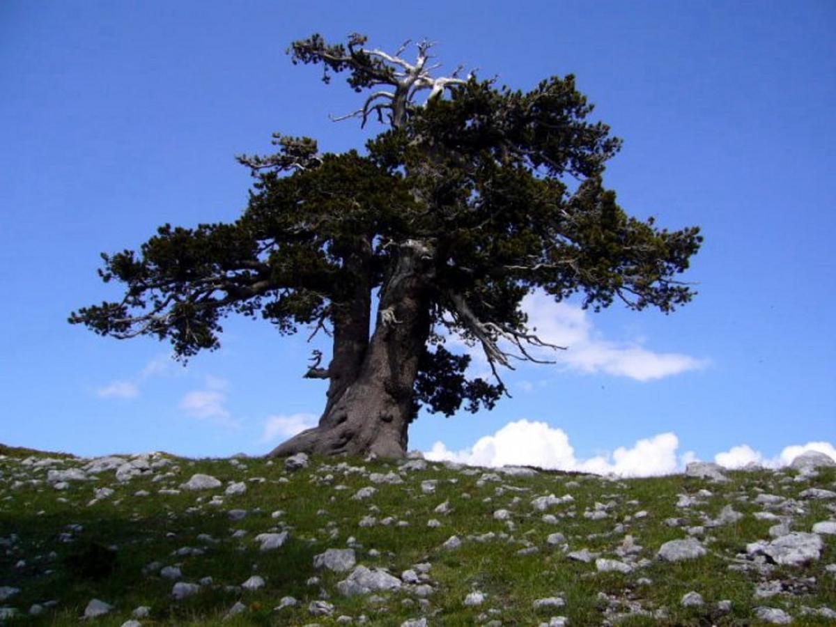 B&B Sole Del Pollino Ротонда Екстер'єр фото